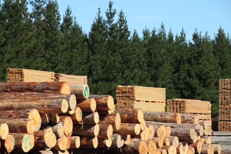 Stacks of freshly cut logs in the foreground with stacks of lumber and rows of trees in the background, under a clear blue sky.